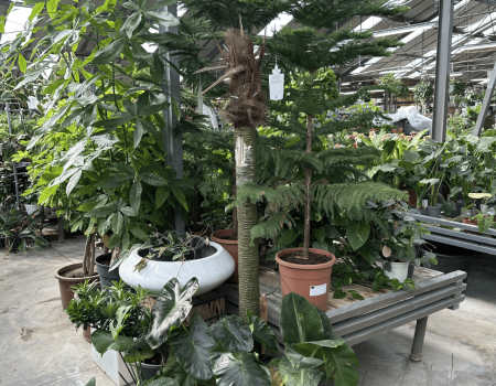 IMG_2881_batcheditor_fotor