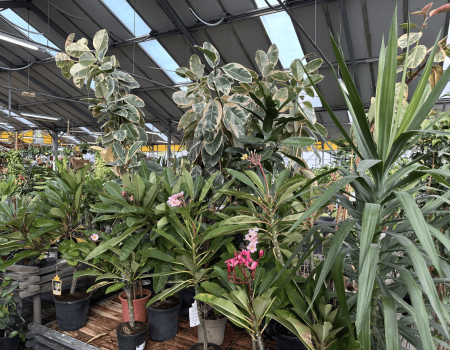 IMG_2882_batcheditor_fotor