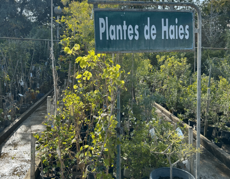 IMG_2920_batcheditor_fotor