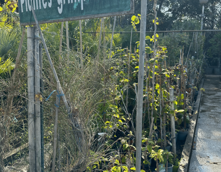 IMG_2921_batcheditor_fotor