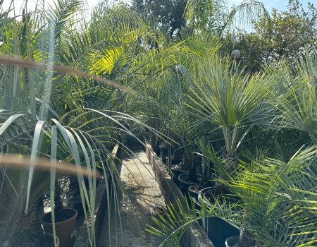 IMG_2923_batcheditor_fotor