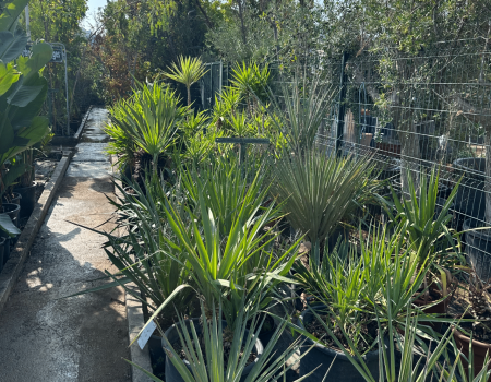 IMG_2931_batcheditor_fotor