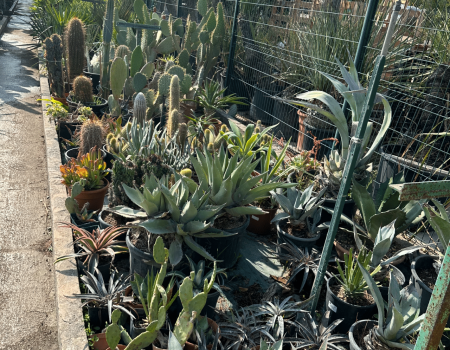 IMG_2932_batcheditor_fotor