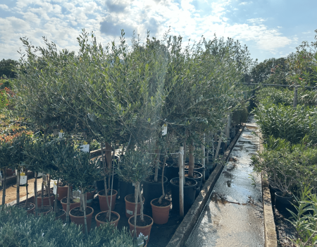 IMG_2935_batcheditor_fotor