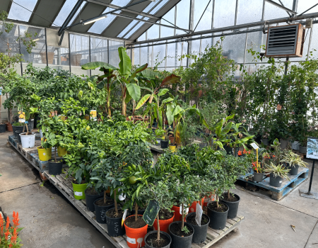 Retrouvez nos arbres fruitiers, haies, et plantes pour tous types de jardins dans notre pépinière à Aubagne.